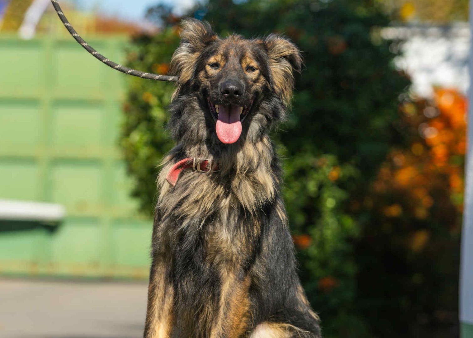 Fickó kutya gazdira vár