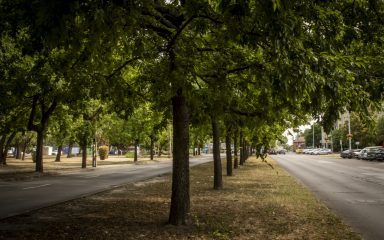 Illyés Gyula utcai zöld sáv