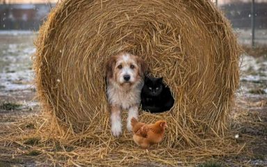 állatok a szalmában melegednek