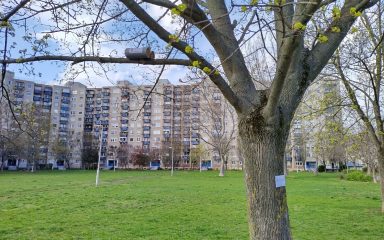 Fára kihelyezett méhhotel