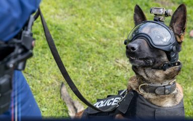 Rendőrkutya a XIII. Országos Rendőr- és Tűzoltónapon